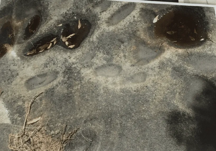 Figure SEQ Figure * ARABIC2: Moorooka axe grinding groove (courtesy Denis Peel)
